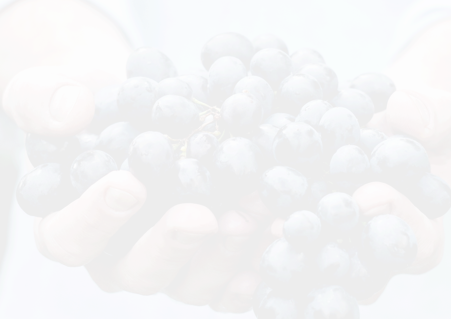 Mãos segurando cacho de uva